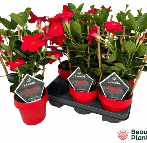 Mandevilla Sundaville Rouge, Plante de 40 cm de haut, lot de 6 unités