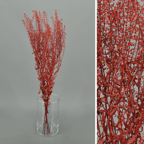 Thlaspi preservado vermelho, Flor preservada de 60 cm de comprimento