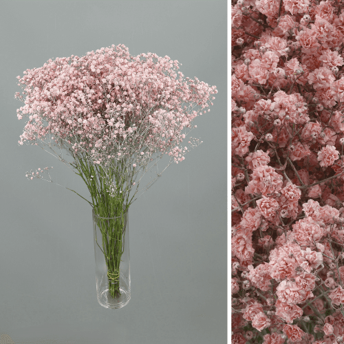 Gipsófila Tingida Rosa Claro, Flor fresca de 60-70 cm de comprimento, ramo de 25 hastes