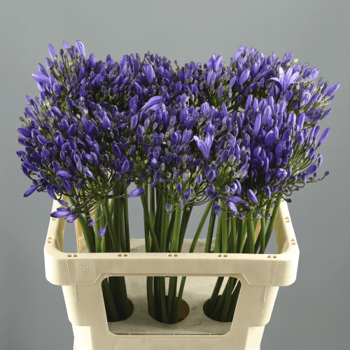 Agapanthus Uri, Azul
