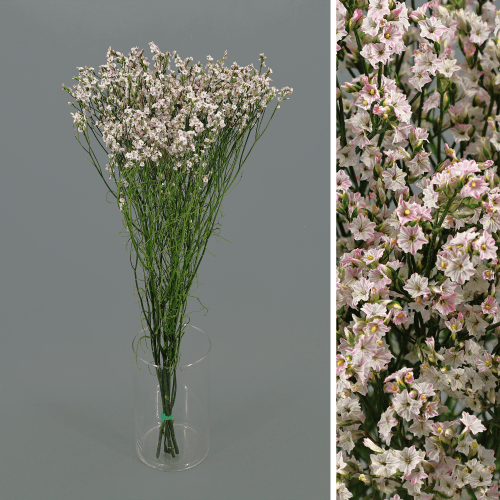 Limonium Sinensis preservado rosa claro, Flor preservada de 40-60 cm de comprimento
