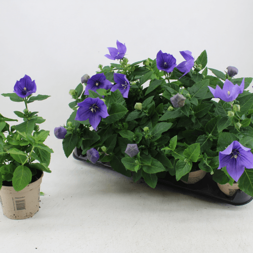 Platycodon Astra Blue (Flor Globo Azul), Planta de 25 cm de alto, pack de 12 uds