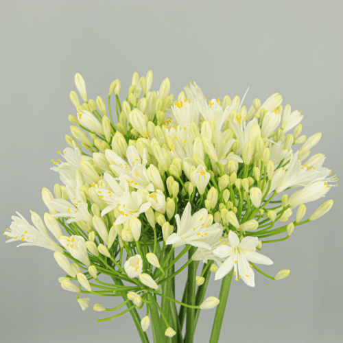 Agapanthus Eyfori, Blanco