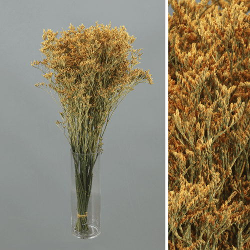 Limonium Pintado Apricot