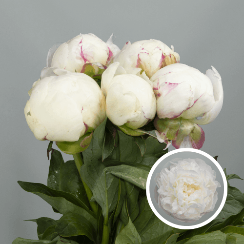 Peonia Mary Nicholls, Blanco, 1 tallos, 50cm