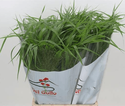 Panicum Fountain, Verde, 1 tallos, 75cm