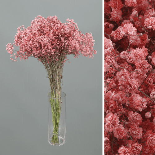 Gipsófila Tingida Rosa, Flor fresca de 60 cm de comprimento, ramo de 25 hastes