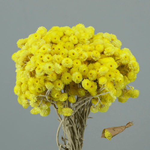 Immortelle Jaune