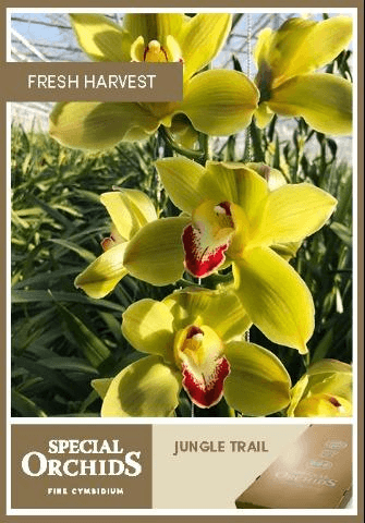 Cymbidium Jungle Trail