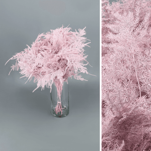 Asparagus Setaceus Pintado Rosa Claro, Rosa Claro, 1 tallos, 45cm