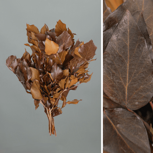 Hera arborescente preservada chocolate, Flor preservada de 30-50 cm de comprimento