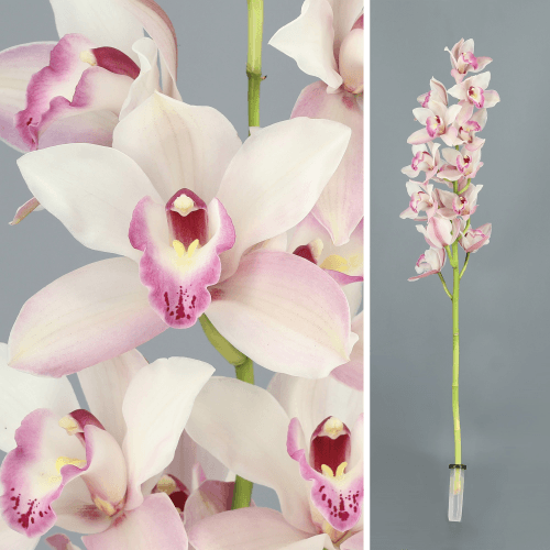 Cymbidium Joal