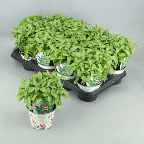 Albahaca Antimosquitos, Verde Claro