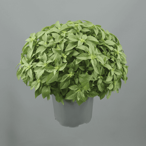 Albahaca (Ocimum), Verde Claro