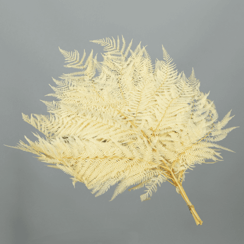 Helecho Preservado Blanco, Flor preservada de 60 cm de largo