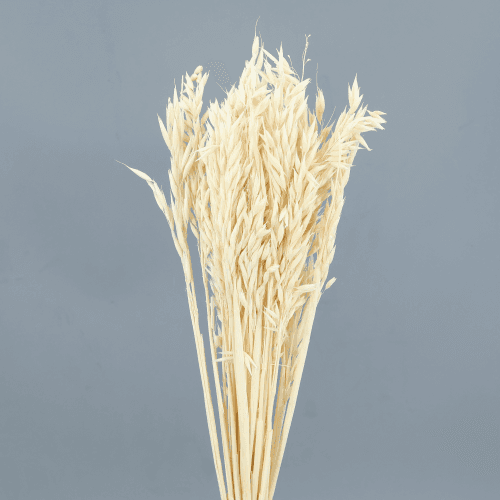 Aveia Seca Decorativa Branca