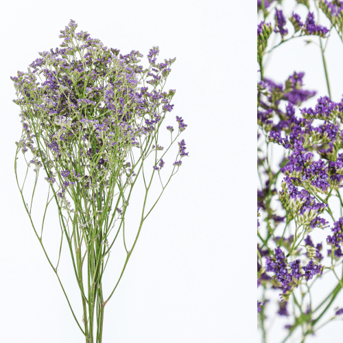 Limonium preservado lavanda, Flor preservada de 40-60 cm de comprimento