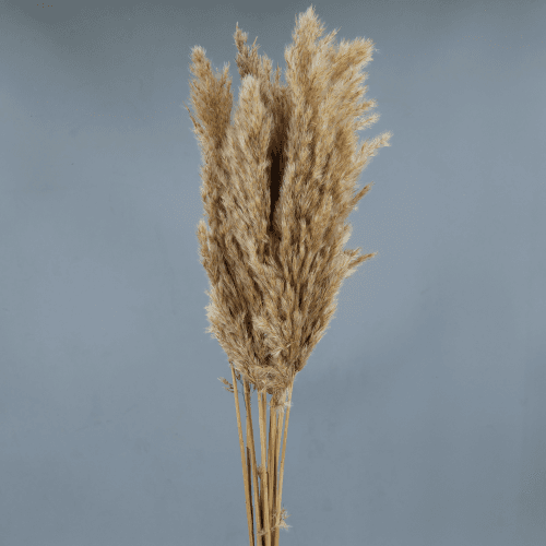 Plumero de Cortadera Natural, Flor preservada de 100 cm de largo, pack de 2 uds