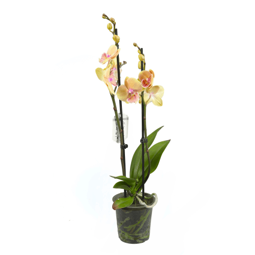 Orquídea Phalaenopsis Marianne Salmón (2 Varas), Planta de 60 cm de alto