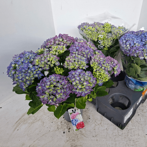 Hydrangea Blauer Zwerg  13Flo