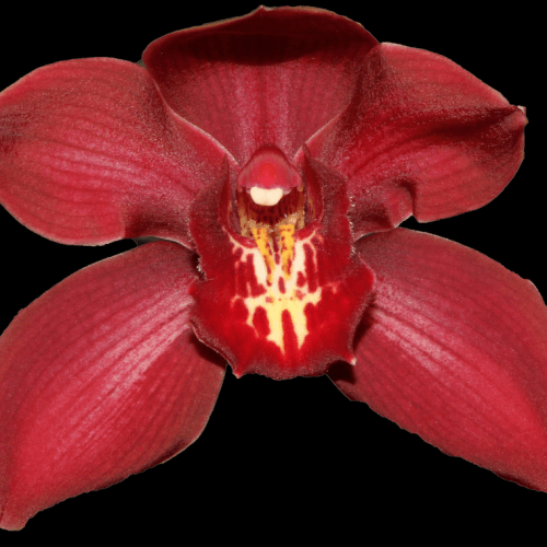 Haste de Cymbidium Vermelho Bicentennial, Flor fresca de 80 cm de comprimento