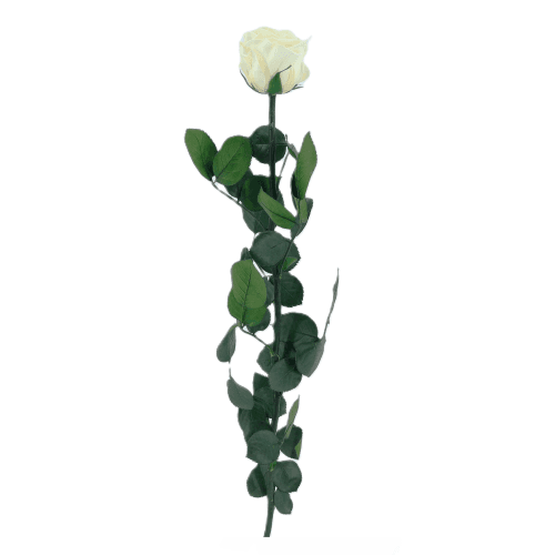 Rosa Champagne Tallo, Champagne, 1 tallos, 50cm
