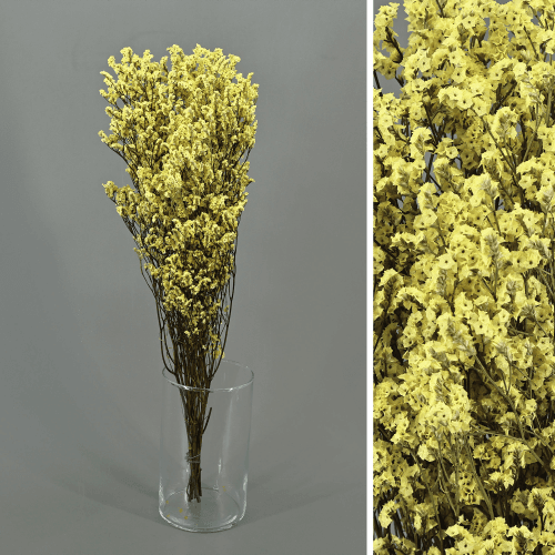 Limonium preservado amarelo, Flor preservada de 40-60 cm de comprimento