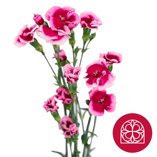 Œillet fuchsia Solomio Lala Extravaganza, Fleur fraîche de 70 cm de long, bouquet de 40 tiges
