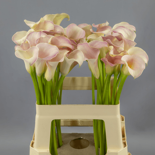 Cala Blushing Lady rosa, Flor fresca de 55-70 cm de largo, ramo de 10 tallos