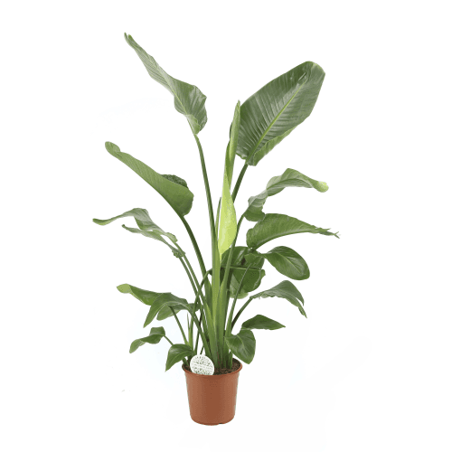 Strelitzia Nicolai