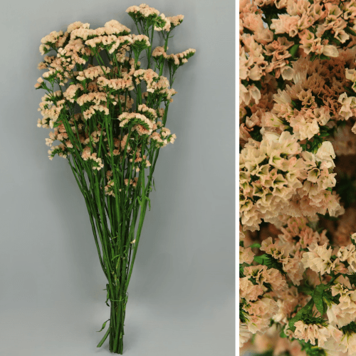 Statice preservado pêssego, Flor preservada de 75 cm de comprimento