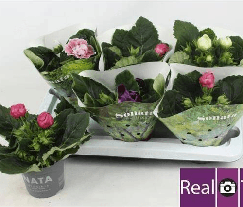 Sinningia Sonata (Gloxinia) en Maceta - Colores Variados
