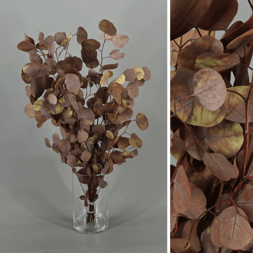 Eucalipto Populus preservado marrón vintage, Flor preservada de 40-60 cm de largo, pack de 2 uds
