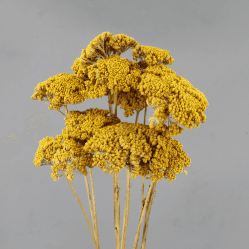Achillea Amarillo Parker, Amarillo