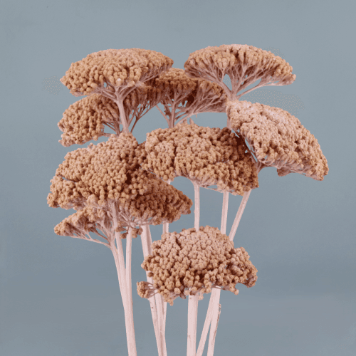 Achillea Rosa Claro Parker, Rosa Claro