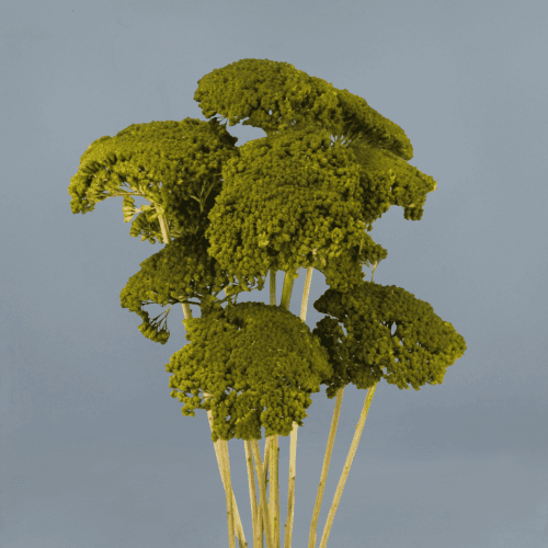 Aquilea Parker seca verde, Flor seca de 55 cm de largo
