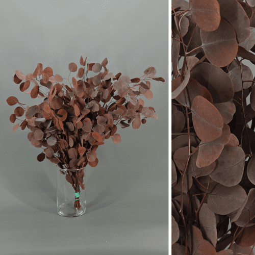 Eucalipto Populus Vintage Marrón, Flor preservada de 40-60 cm de largo