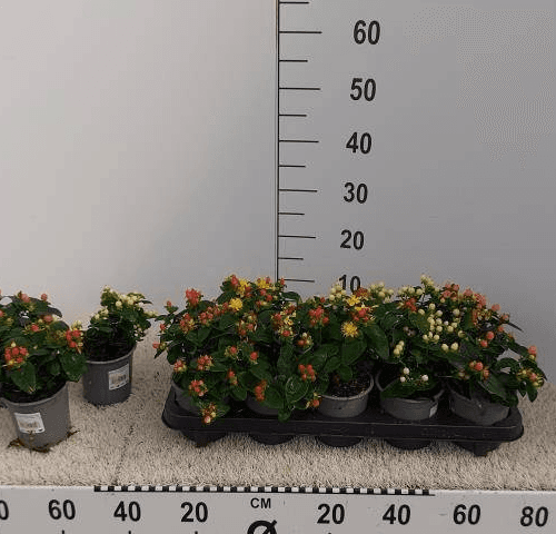 Hypericum androsaemum (hipérico) en testo, 25 cm, Planta de 25 cm de alto, lote de 10 unidades