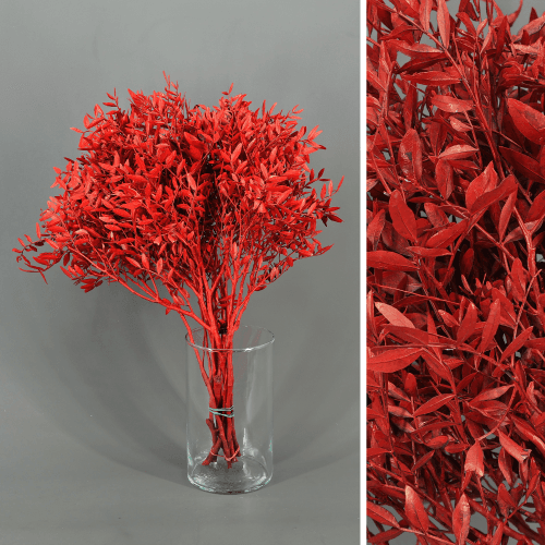 Lentisco vermelho preservado 30-50 cm (Pistacia lentiscus)
