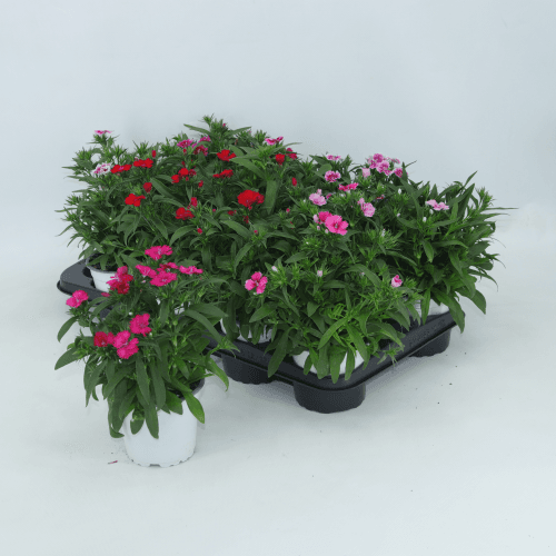 Clavel chino (Dianthus barbatus)