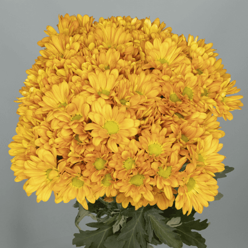 Bouquet de 20 chrysanthèmes oranges Colorado Spring, Fleur fraîche de 70 cm de long, 20 tiges
