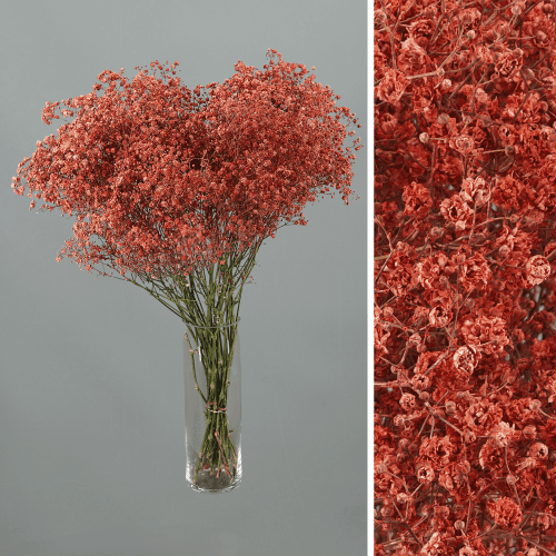 Gipsófila Tingida Coral, Flor fresca de 60 cm de comprimento, ramo de 25 hastes