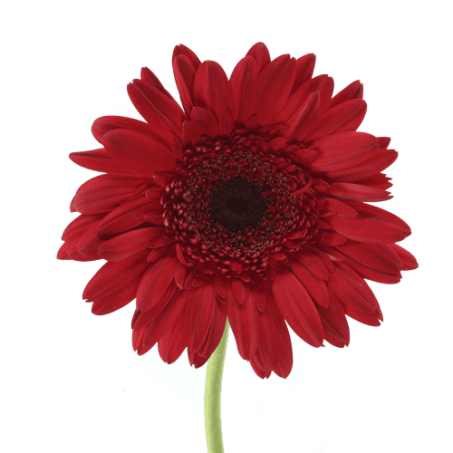 Gerbera Grande Roja, Rojo