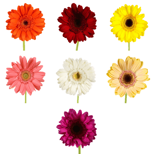 Gerbera Grande Mix