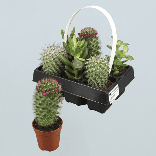 Cactus suculentas Carry-Pack