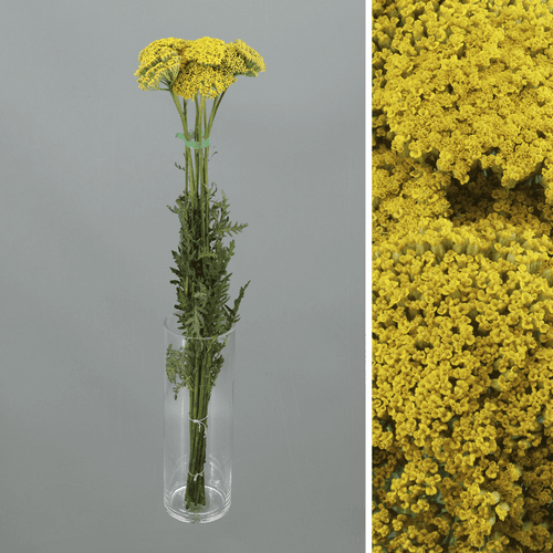 Achillea Parkers Variety