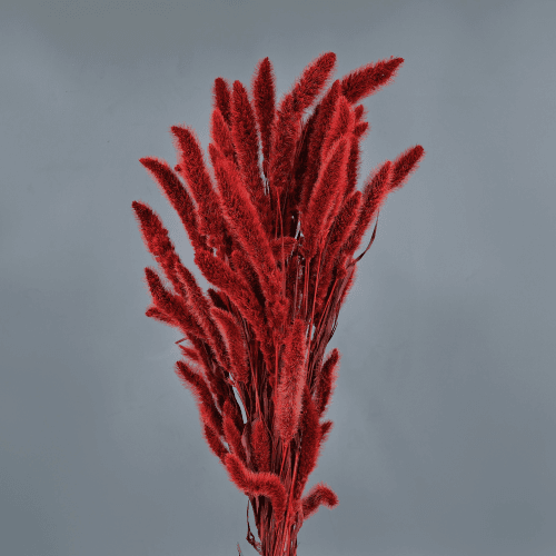 Sétaire Séchée Rouge