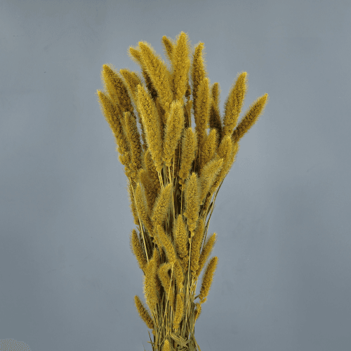 Setaria Seca Amarilla