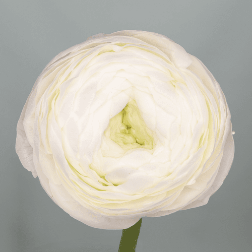 Ranuncle blanc Elegance, Flor fresca de 40 cm de llarg, ram de 10 tiges Geoflora