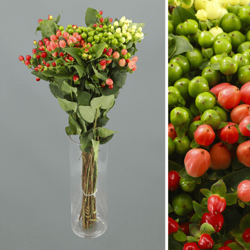 Hypericum Magical Mix